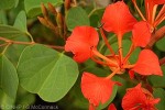 Enlarged Image of 'Bauhinia galpinii'