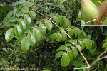 Enlarged Image of 'Caesalpinia major'