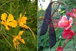 Enlarged Image of 'Caesalpinia pulcherrima'
