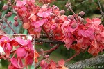 Enlarged Image of 'Cassia grandis'