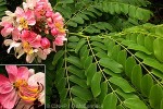 Enlarged Image of 'Cassia javanica'