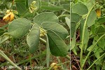 Enlarged Image of 'Senna obtusifolia'
