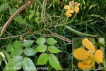 Enlarged Image of 'Senna occidentalis'