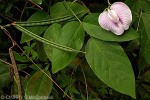 Enlarged Image of 'Centrosema pubescens'