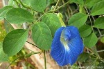 Enlarged Image of 'Clitoria ternatea'