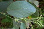 Enlarged Image of 'Desmodium gangeticum'