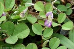 Enlarged Image of 'Desmodium triflorum'