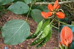 Enlarged Image of 'Erythrina subumbrans'