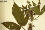Enlarged Image of 'Flemingia macrophylla'