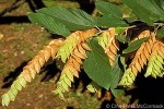 Enlarged Image of 'Flemingia strobilifera'