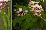 Enlarged Image of 'Gliricidia sepium'