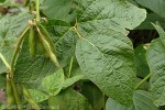 Enlarged Image of 'Glycine max'