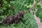 Enlarged Image of 'Indigofera suffruticosa'