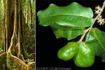 Enlarged Image of 'Inocarpus fagifer'