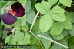 Enlarged Image of 'Macroptilium atropurpureum'
