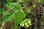 Enlarged Image of 'Mucuna gigantea'