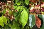 Enlarged Image of 'Ormosia monosperma'