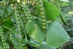Enlarged Image of 'Pachyrhizus erosus QQ'