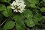 Enlarged Image of 'Trifolium repens'