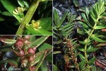 Enlarged Image of 'Haloragis prostrata'