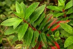 Enlarged Image of 'Haloragis stokesii QQBS'