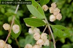Enlarged Image of 'Lawsonia inerma'