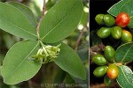 Enlarged Image of 'Wikstroemia foetida'