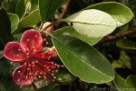 Enlarged Image of 'Acca sellowiana'
