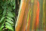 Enlarged Image of 'Eucalyptus deglupta'