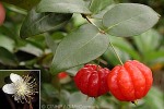 What Am I? Click to display answer!