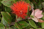 Enlarged Image of 'Metrosideros collina'