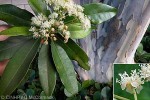 Enlarged Image of 'Pimenta dioica'
