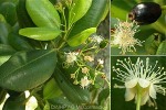 Enlarged Image of 'Pimenta racemosa'
