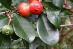 What Am I? Click to display answer!