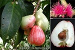 Enlarged Image of 'Syzygium malaccensis'