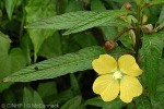 Enlarged Image of 'Ludwigia octovalvis'