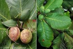Enlarged Image of 'Terminalia catappa'