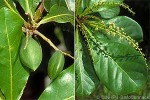 Enlarged Image of 'Terminalia glabrata'