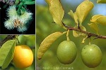 Enlarged Image of 'Ximenia americana'