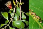 What Am I? Click to display answer!