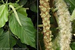Enlarged Image of 'Acalypha QQRR'