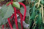 Enlarged Image of 'Acalypha hispida'