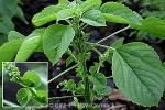 Enlarged Image of 'Acalypha lanceolata'
