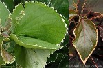 What Am I? Click to display answer!