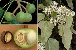 Enlarged Image of 'Aleurites moluccana'
