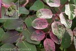 Enlarged Image of 'Breynia nivosa 'Roseo-picta''