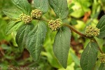 Enlarged Image of 'Chamaesyce hirta'
