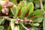 Enlarged Image of 'Chamaesyce thymifolia'