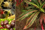 Enlarged Image of 'Codiaeum variegatum'
