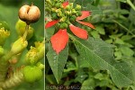 Enlarged Image of 'Euphorbia cyathophora'